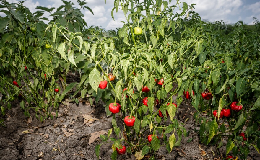 Mundu chiles, grown in the hot, dry region of Ramanathapuram in southern India, play a key role in the local economy for women farmers. They say that men don't have the stamina to raise such a demanding crop.