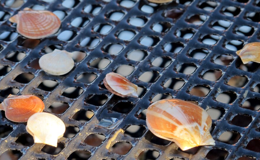 As lobster prices plunge, scallops offer fishermen an alternative to make money.