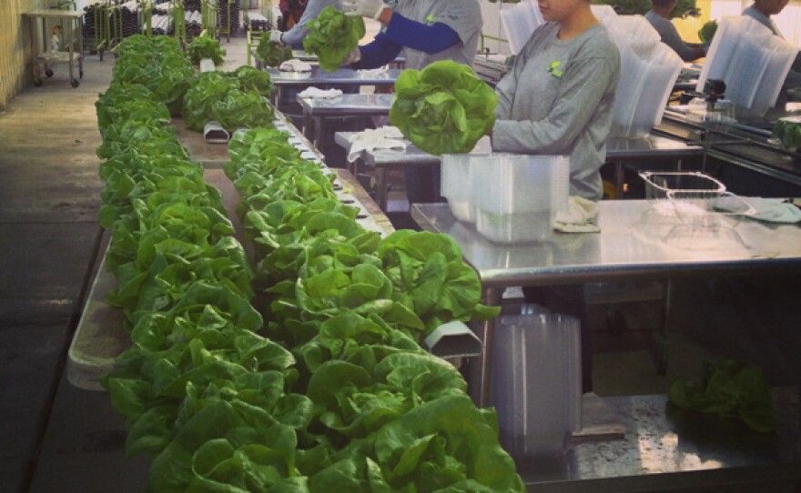 Staff washing lettuce at Go Green Agriculture.