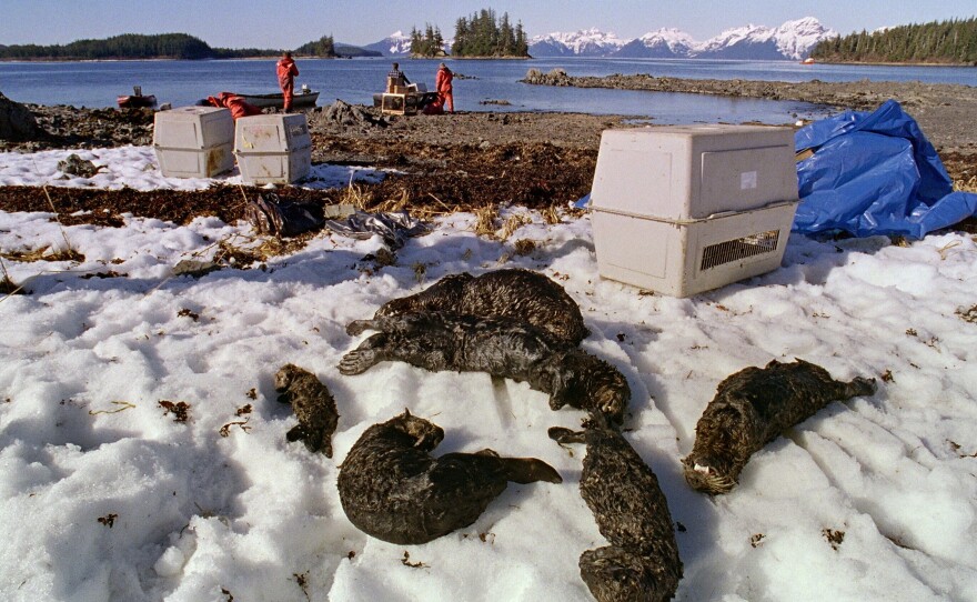 Oil-soaked sea otters lie dead at Green Island beach on Alaska's Prince Williams Sound one week after the Exxon Valdez oil disaster in 1989.