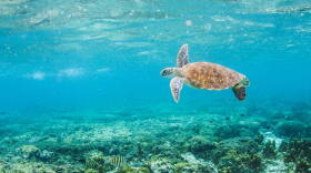 A green sea turtle swimming in the Great Barrier Reef. Sea turtles are one of Earth's most ancient creatures, having been around since the time of the dinosaurs.