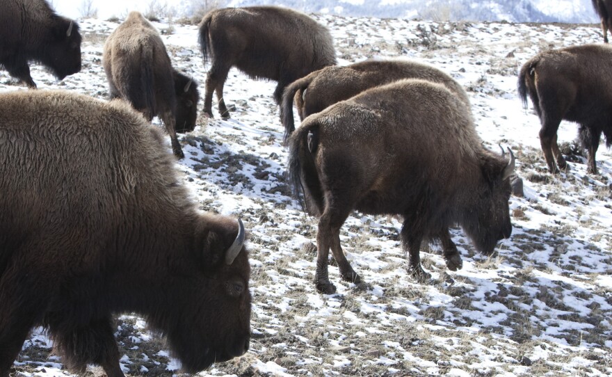 Bison roam outside Yellowstone National Park in Gardiner, Mont., in 2011.