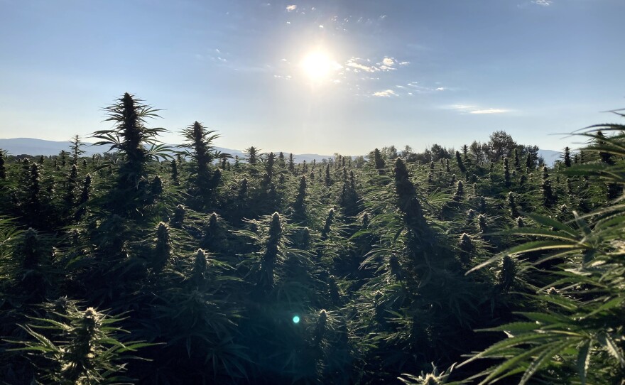 Typhoon Farma, which operates a hemp farm in Montrose, Colo., planted 70 acres of the cannabis plant this year.