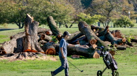 A golfer walks near log sections cut from trees at the East Potomac Golf Links, in Washington, Tuesday, Oct. 13, 2026.
