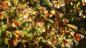 Monarchs clustered in a tree.