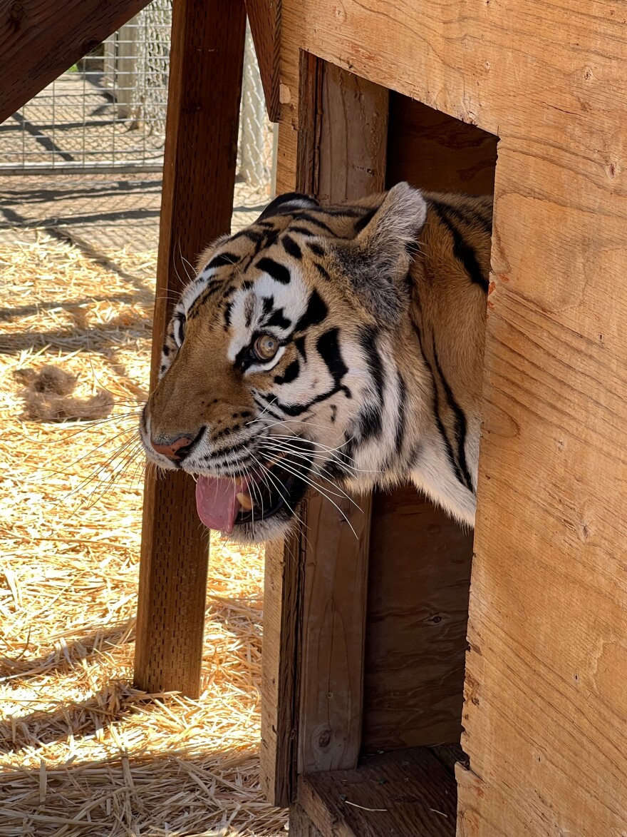 Kallie the tiger is shown in her den at Lions, Tigers and Bears in Alpine in this undated photo.