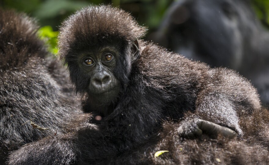 Despite recent gains, Virunga's endangered mountain gorilla population is still under threat from poaching.