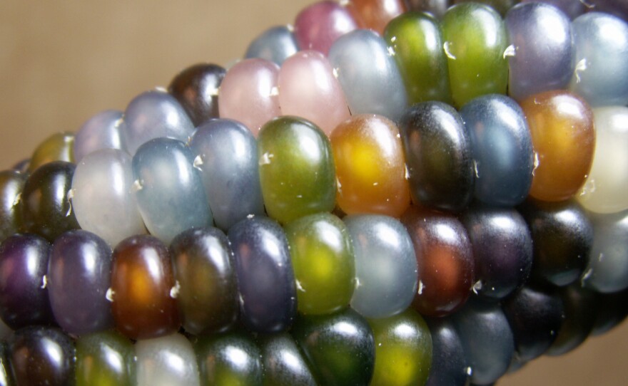 The nearly translucent glass gem corn looks more like a work of art than a vegetable.