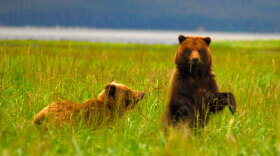 Brown bears on Alaska's Admiralty Island, which supports the largest concentration of bears anywhere in the world.