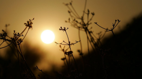 The sun sets behind dry vegetation on a hillside in Southern California.  