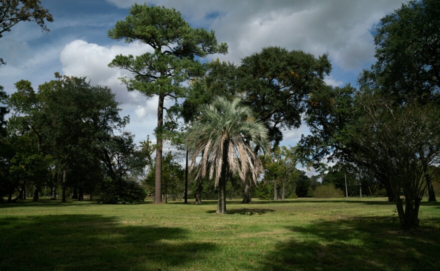 An ornamental palm tree stands in an empty field where there were once houses in Houston. As climate change drives more extreme rain, FEMA says it expects demand for the program to grow in the coming years.