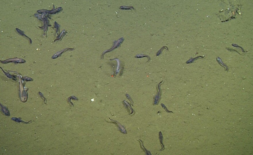 Catshark and cusk eel on the bottom of the ocean in the Gulf of California in this undated photo.