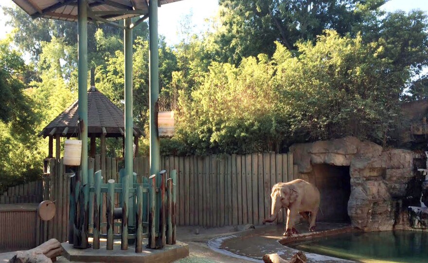 Shaunzi, an Asian elephant at the zoo in California's central valley, approaches a network of feeding structures that include dangling barrels, chains and other items. Research shows that female elephants in captivity who have to puzzle out a task to get their meals tend to have higher reproductive success.