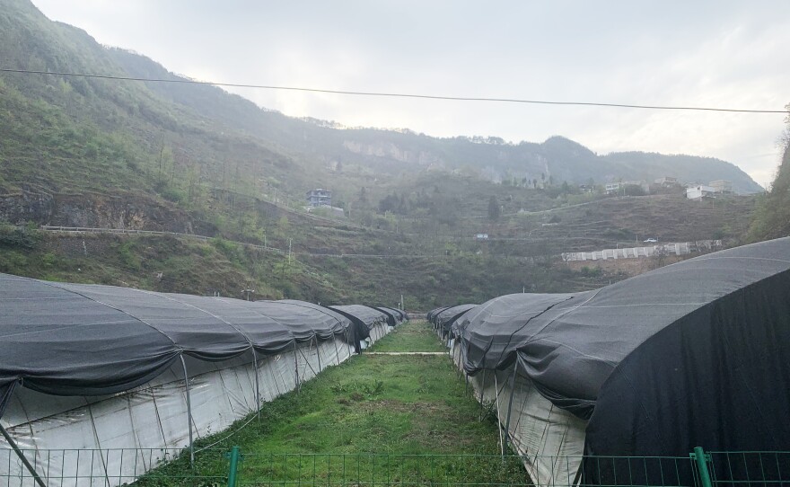 Rows of greenhouses stand in Bijie where Sun helps grow shiitake mushrooms. He says the crop brings in dozens of more times the revenue that corn fields once did.