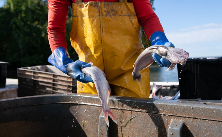 Invasive blue catfish are a problem in the Chesapeake Bay and its tributaries, preying on native seafood like the blue crab. To help keep them in check, local schoolchildren are eating catfish for lunch.