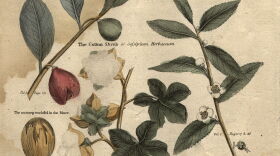Circa 1790: plants used in commerce, including nutmeg, tea and cotton plants.