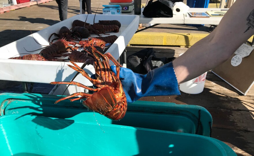 Fishermen sell freshly caught seafood at the Saturday Fishermen's Market in Santa Barbara, Calif. When the pandemic began, fishermen watched their markets dry up overnight. Now, as well as public markets like this, some are selling to food assistance programs.