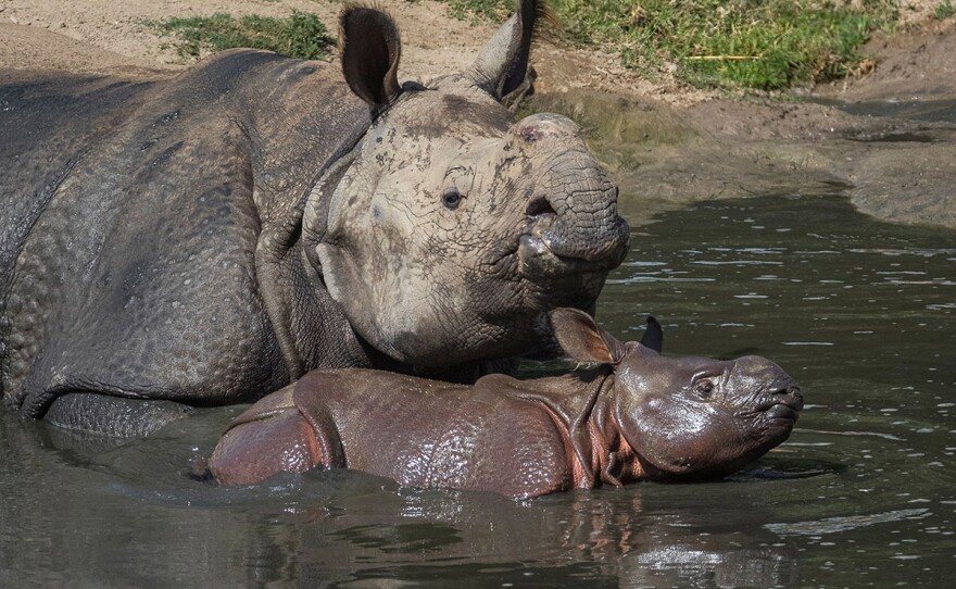 A one-month-old greater one-horned rhino calf and her mother enjoyed a dip in a cool mud wallow at the San Diego Zoo Safari Park on Aug. 28, 2019.