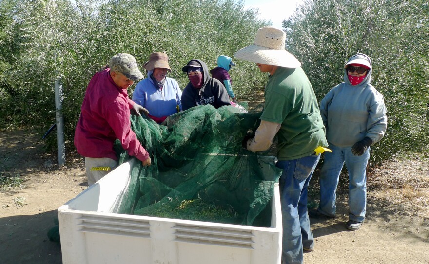 At a neighboring farm in the Capay Valley, workers dump just-picked olives into a bin.  They'll be milled within hours at the Yocha Dehe mill just down the road.