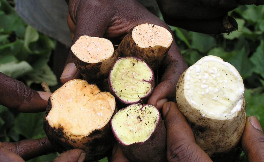 A sweet rainbow: Americans like their sweet potatoes orange and packed with sugar. But in Africa, yellow and white varieties are also popular. They tend to be less sweet.