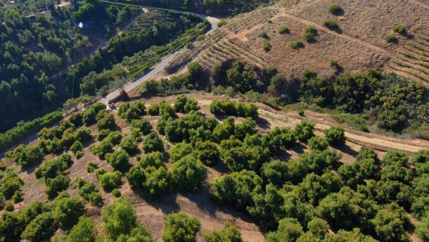 Some Jennifer &amp; Kurt Bantle's avocado orchard in Fallbrook is shown in this undated photo.