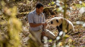 Dr. M. Sanjayan with panda. The panda's celebrity status rubs off on the forest. People are more likely to protect a “Panda forest” and that has a knock on effect for the less charismatic animals that do provide vital services. It also affects us. Without the forest millions of people downstream would be prone to devastating flooding. Saving the panda is effectively saving us.