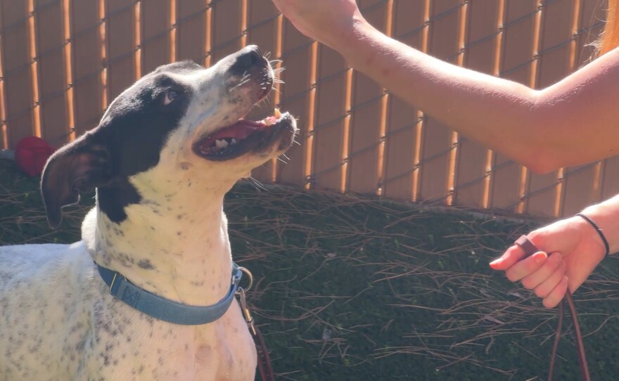 Cata, a 4-year-old put bull mix, is one of nine pets the San Diego Humane Society has received from deported families. Experts encourage people who fear deportation to have a plan for their pets in place to ensure their pets are taken care of in case if they're arrested by federal immigration agents.