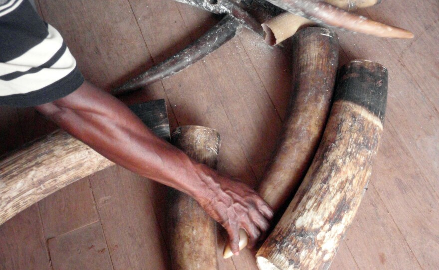 In this April 17, 2011, photo, seized tusks including some from baby elephants are displayed in Pokola, Congo. Conservationists said Tuesday that there's a new threat to the survival of Africa's elephants that may be just as deadly as poachers' bullets: the black-market trade of ivory in cyberspace.