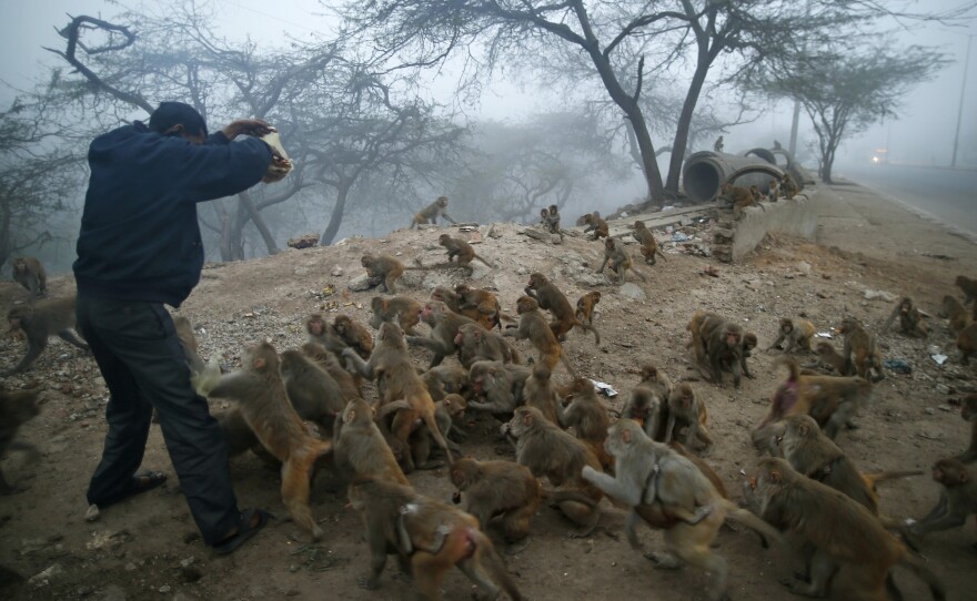 Monkeys mob a devout Hindu man with a packet of biscuits in New Delhi on Jan. 30. Hindus believe that feeding monkeys brings them the blessings of the Hindu monkey god, Hanuman.