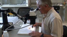 Chris Conlan, San Diego County's supervising vector ecologist, examines mosquitos through a microscope, June 5, 2015. 