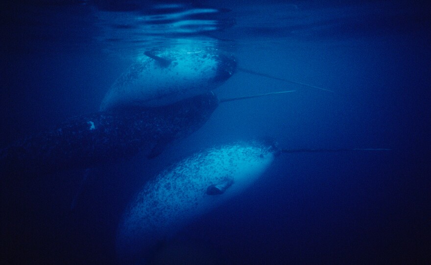 Researchers found that when narwhals like these were released from a net, the animals' heart rates dropped even as they were swimming rapidly.