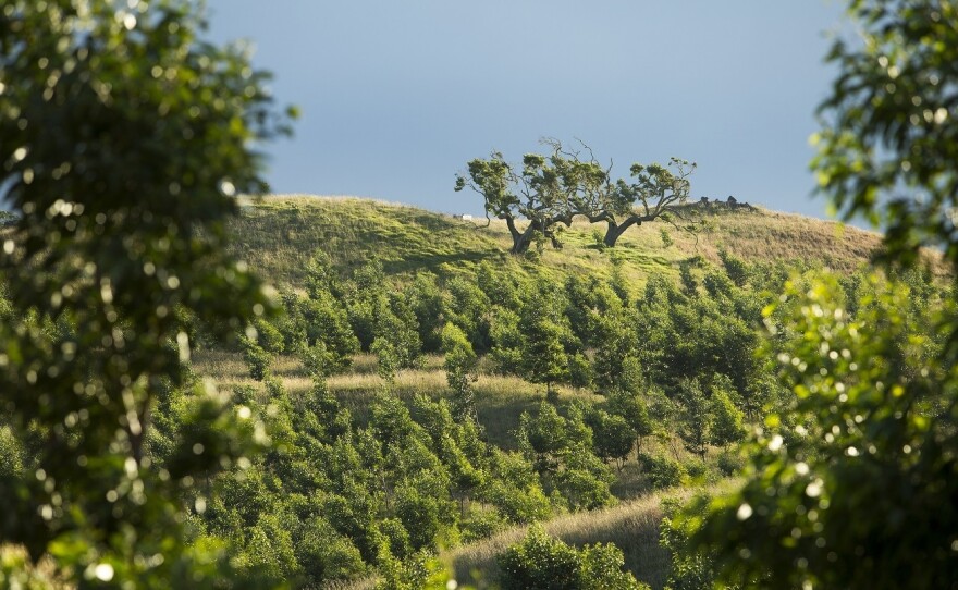 The young koa trees planted by Hawaiian Legacy Hardwoods in the foreground are about one year old, with old-growth koa trees on the hill in the background.