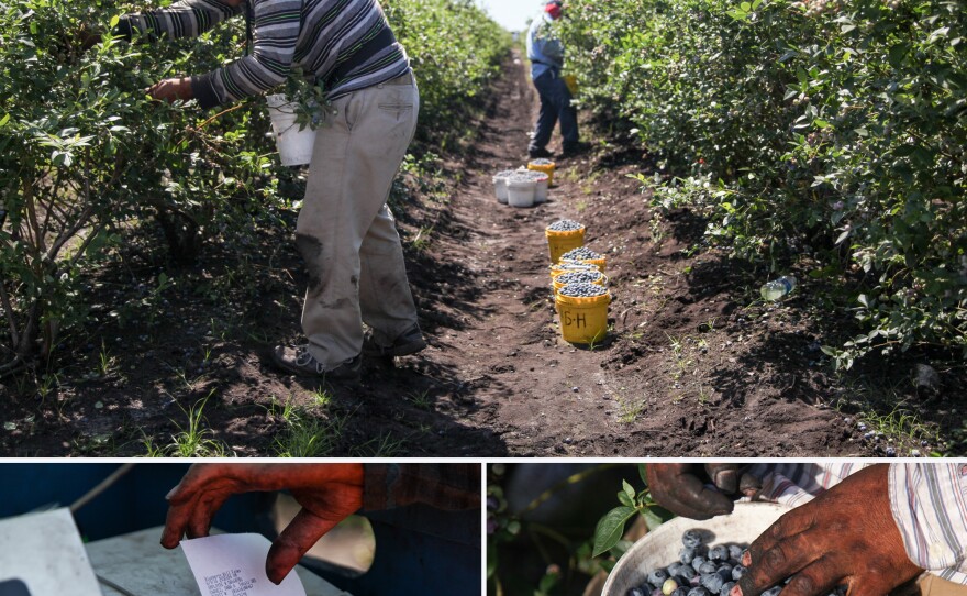 blueberryworkers10_custom-b89fefacb192496b5cd11573f49bec33cc487388.jpg