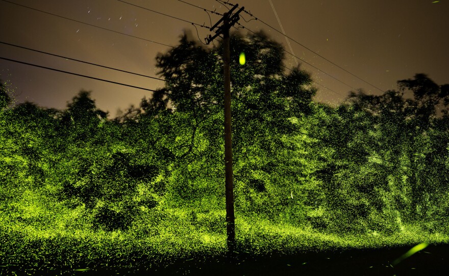 Firefly activity at its peek on a rainy day rain along a back country road in June outside Marbletown, N.Y. "The timing is pretty critical," Mauney said. "(Fireflies' activity) happens at this level for, maybe, three nights a year. I got lucky — and soaking wet — this night."