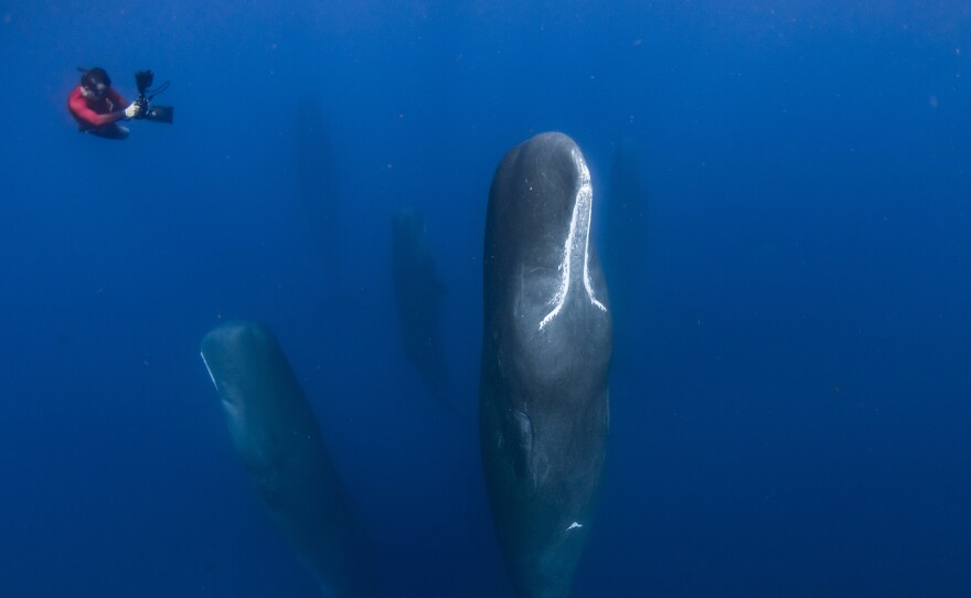 Patrick Dykstra films a sleeping whale. Dominica.