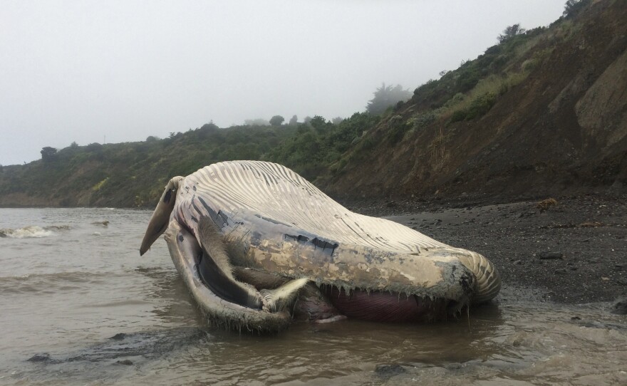 In this photo released by the Marine Mammal Center Thursday May 24, 2018, a dead gray whale washed ashore on a beach in Bolinas, Calif.