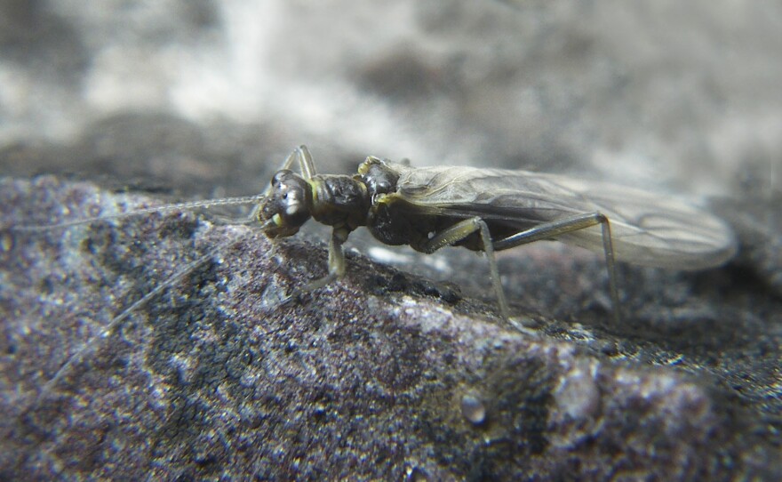 Lednia tumana is fish food that's long thrived in the glacier-fed streams of Montana's Glacier National Park. But as the glaciers are disappearing, so is the fly.