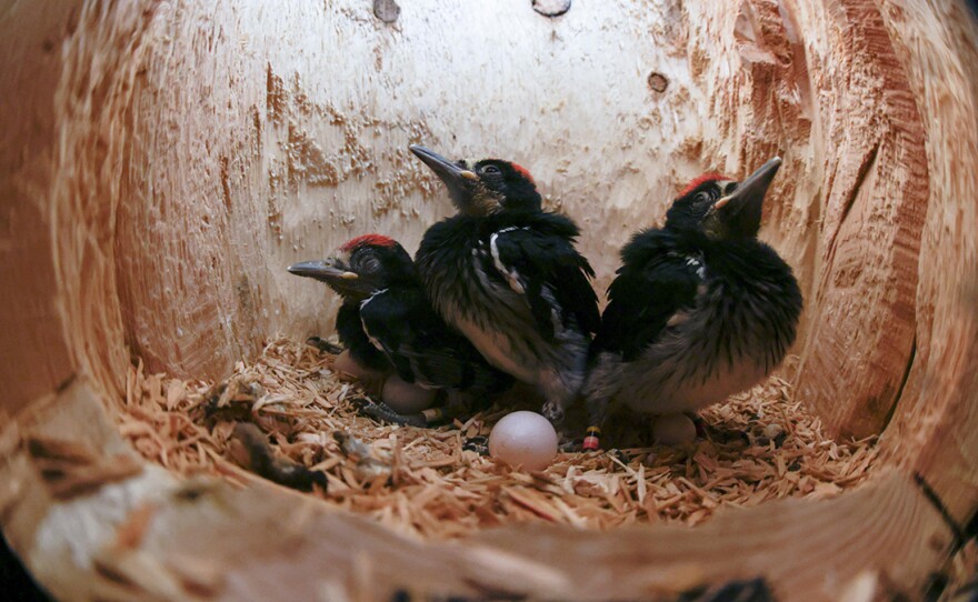 Acorn woodpecker nestlings in nest. Carmel, Calif.