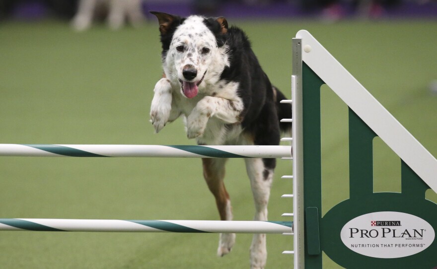 Panda, a mixed breed, takes a jump. Dogs were scored by their speed and ability to follow the course accurately, which meant following their human partners' signals.