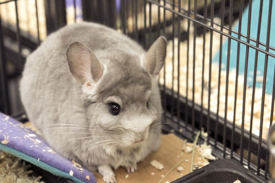 San Diego Humane Society Rescues 420 Chinchillas KPBS Public Media