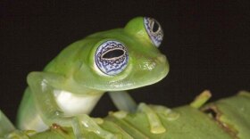 A frog’s bulging eyes allow it to see front, side and even partly behind. 