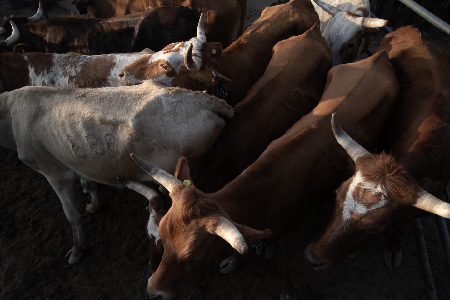 Cattle wait in their pen at the 45th annual Ramona Rodeo on August 27, 2026. 