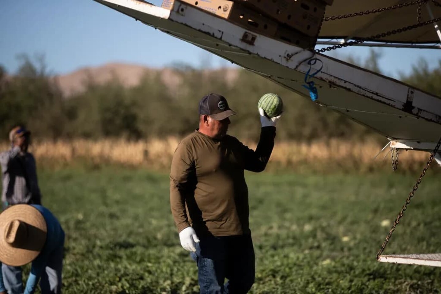 A farmworker picks up a melon while harvesting at a melon farm outside of Firebaugh on Sept. 11, 2025.
