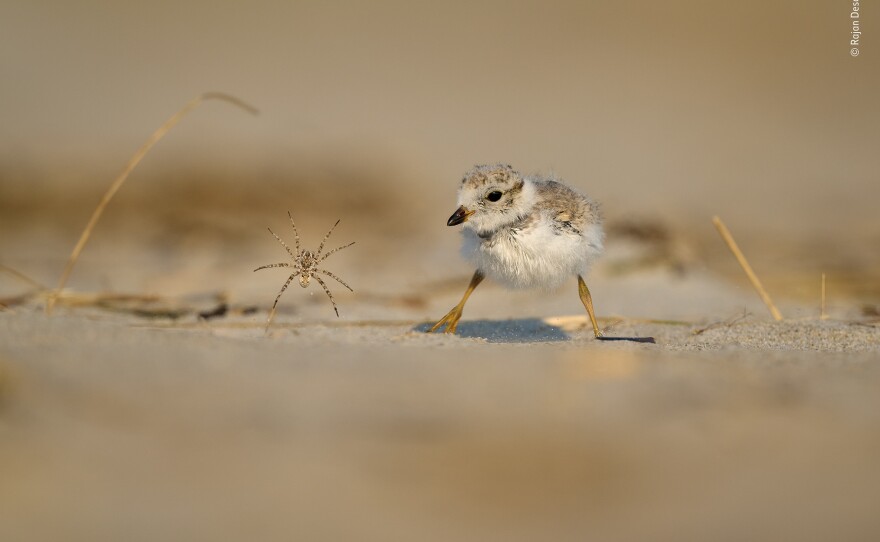 <em>Tiny spider versus little chick. </em>Crane Beach, Ipswich, Mass<em>. </em>Beach wolf spiders are rarely aggressive unless provoked, making this attack on the unsuspecting plover especially remarkable.