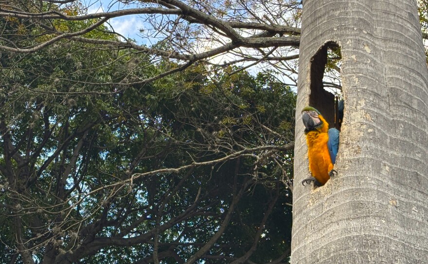 The blue and gold macaws of Caracas nest in old palm trees whose trunks have been hollowed out by insects.