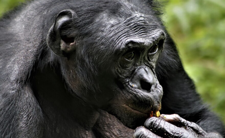 Researchers have observed that the friendliest male bonobos, like this male resident of Lola Ya Bonobo sanctuary in the Democratic Republic of the Congo, tend to be the most successful. Early humans may have had the same experience with their peers.