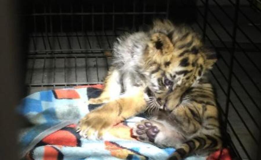 A tiger cub found by U.S. Customs and Border Protection at the Otay border crossing is shown in this photo, Aug. 24, 2017.