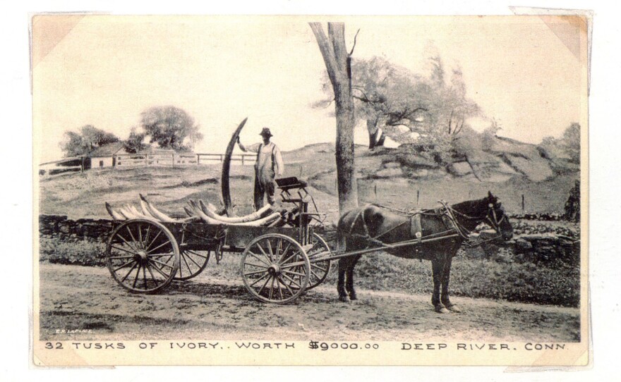 Stephen Beale drives a wagonload of ivory tusks to town from Deep River Landing. (Date unknown.)