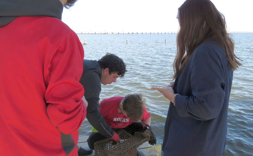 St. Stanislaus HIgh School seniors Dayton Hall, left, and Jackson Mountjoy prepare to remove oyster shells from a wire cage to measure any baby oysters attached to them at the school's oyster garden in Bay St. Louis, Miss.