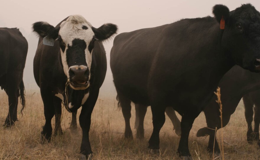 Some of Vejraska's black Angus cows emerge from the smoke. Spotting the animals is hard in this scorched landscape. Vejraska says he would drive the cattle to safety, but the fire is so widespread that he has few places to put them. And it's too dangerous for his sons to round them up.
